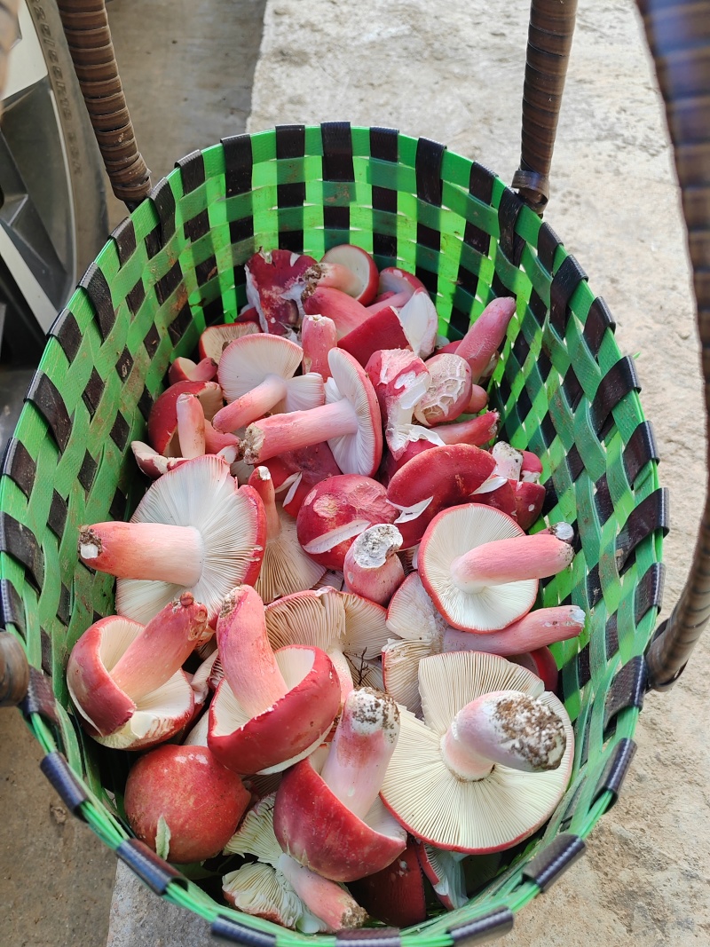 广西野生红菇干