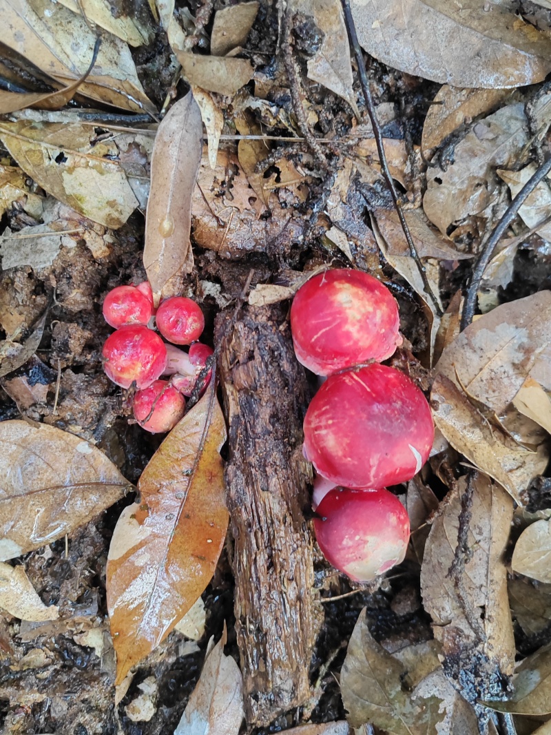 广西野生红菇干
