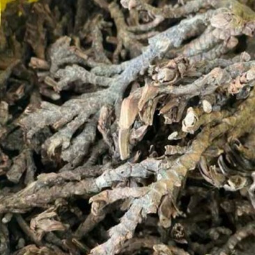 干石菖蒲
