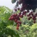仙村基岗仙进奉、桂味、糯米糍荔枝
