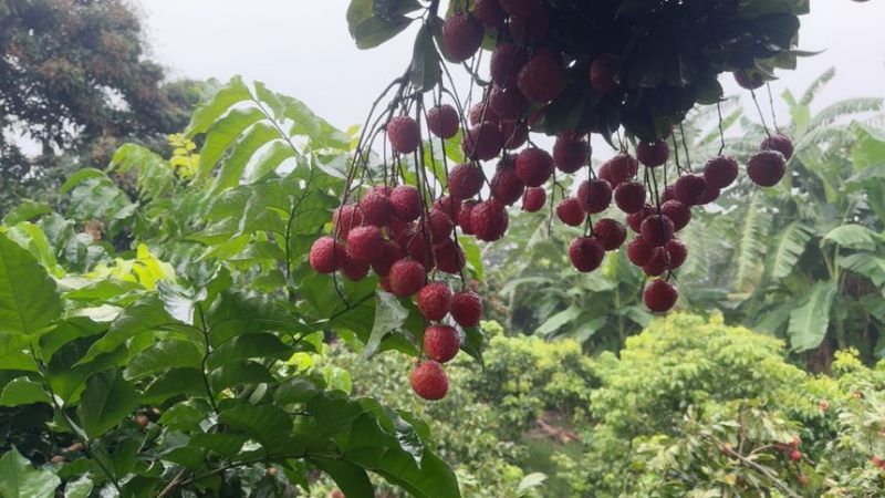 仙村基岗仙进奉、桂味、糯米糍荔枝