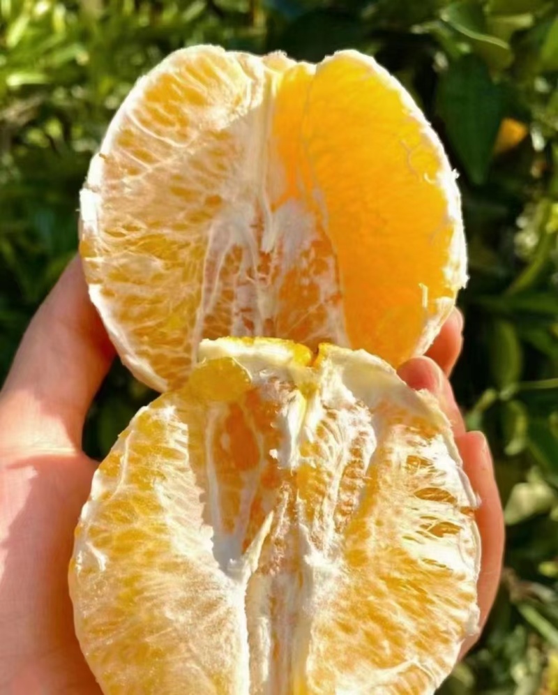 赣南脐橙