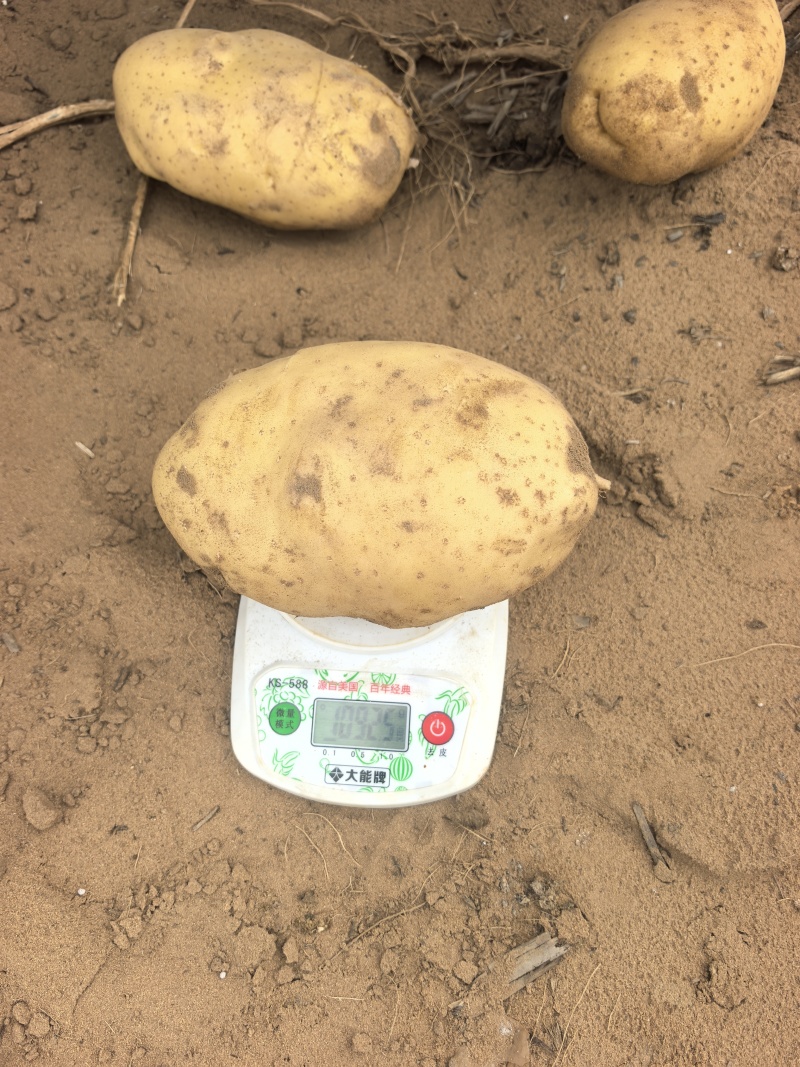 陕北土豆大量上市