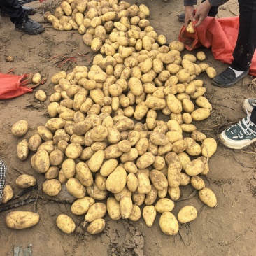 陕北土豆大量上市