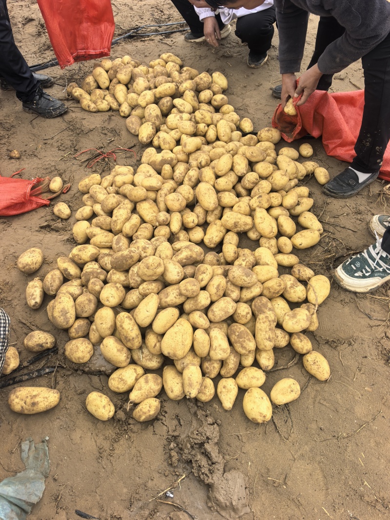 陕北土豆大量上市