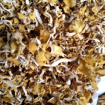 云南仿野生菌种植鸡油菌干货