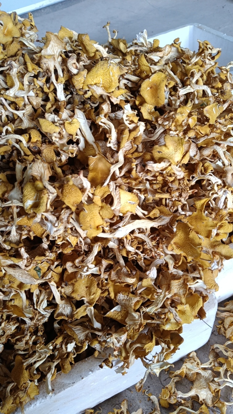 云南仿野生菌种植鸡油菌干货