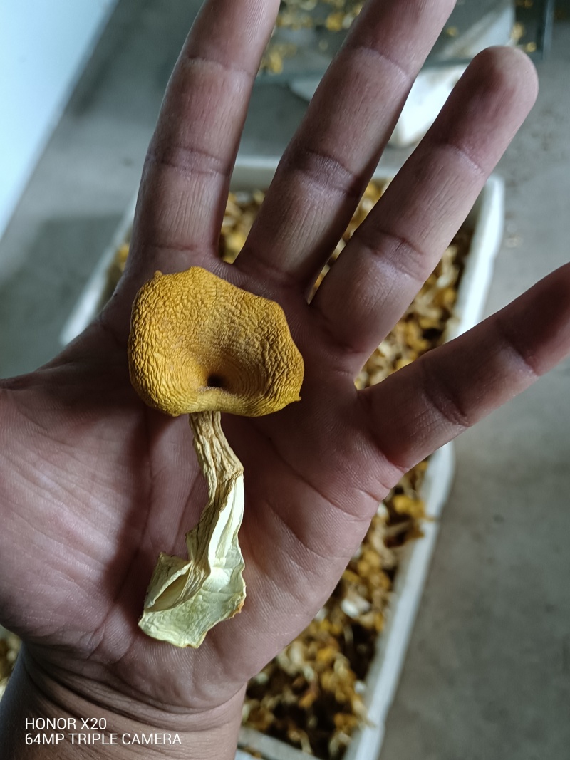 云南仿野生菌种植鸡油菌干货
