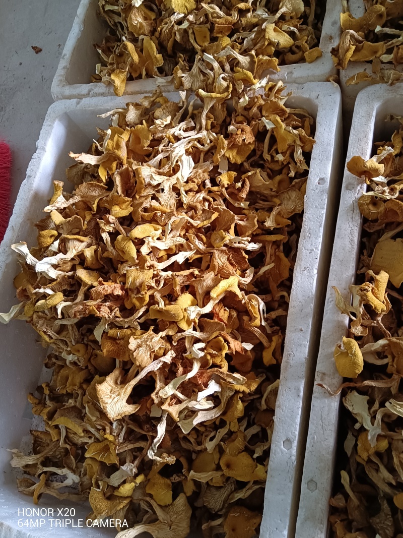 云南仿野生菌种植鸡油菌干货
