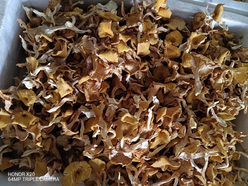 云南仿野生菌种植鸡油菌干货