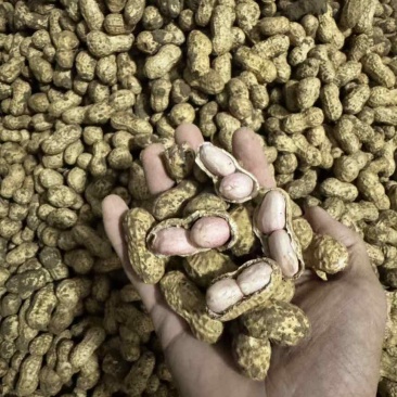 种植基地直发新鲜花生新鲜粉皮花生