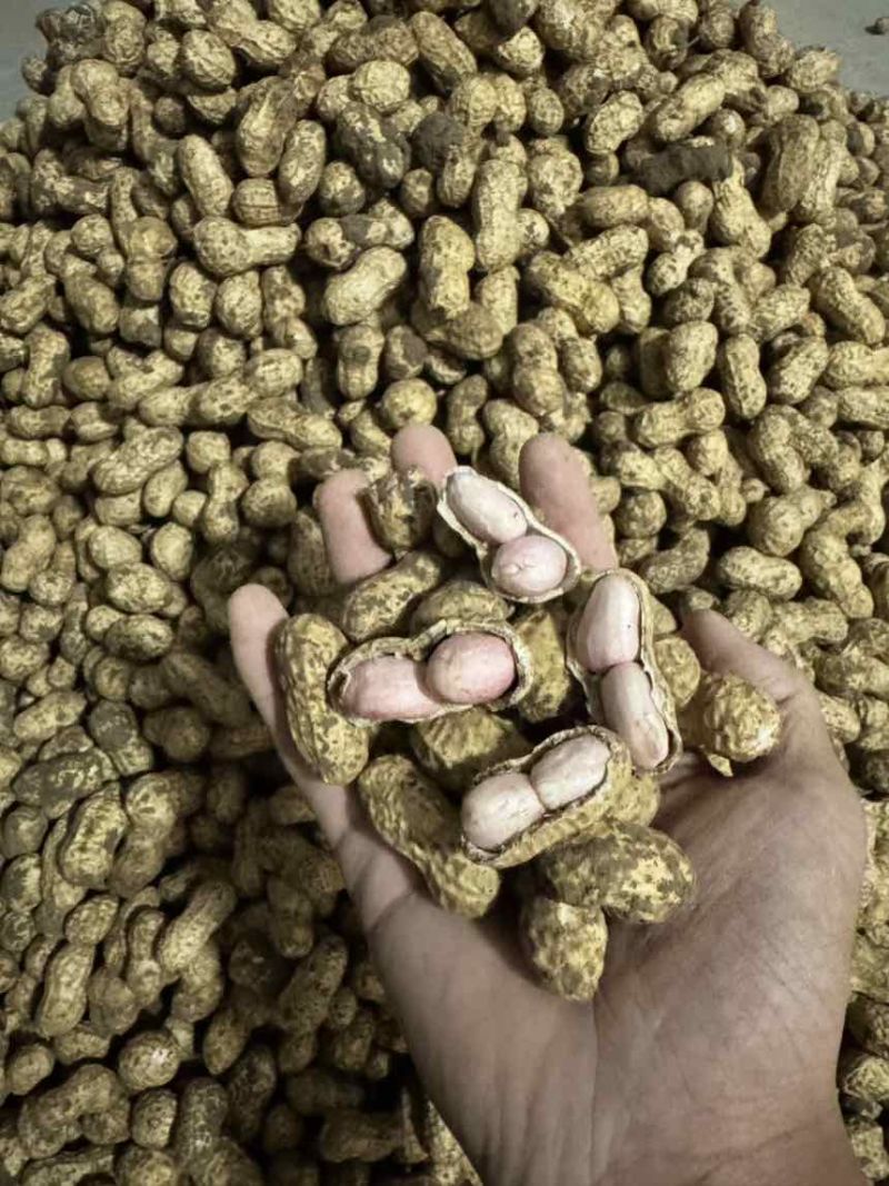 种植基地直发新鲜花生新鲜粉皮花生
