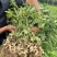 种植基地直发新鲜花生新鲜粉皮花生