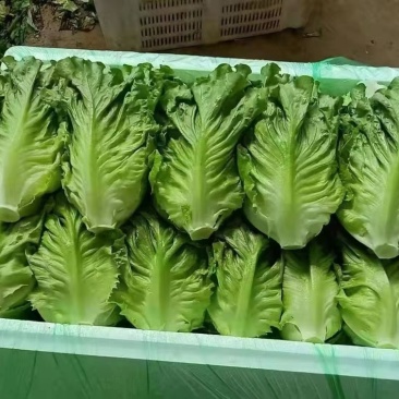 罗马生菜