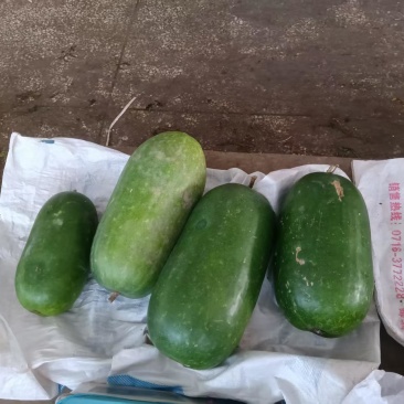 广西冬瓜