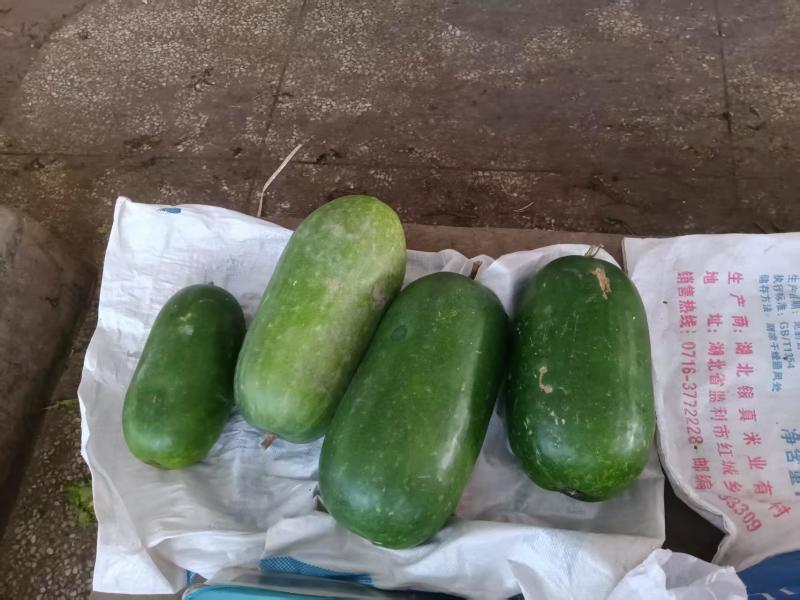 广西冬瓜