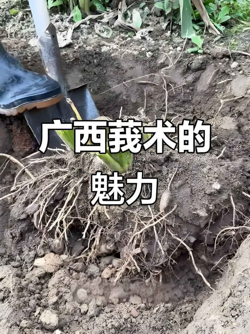 广西莪术