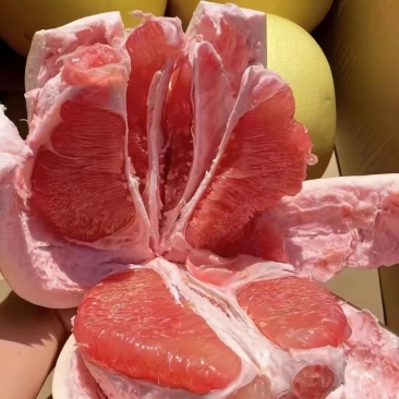 柚子