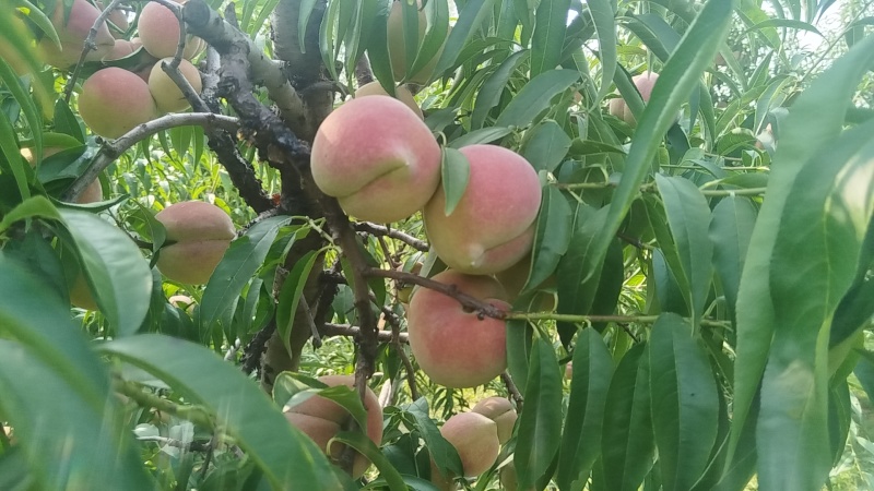 沂蒙山优质冬桃二两打底价格优惠，量大从优