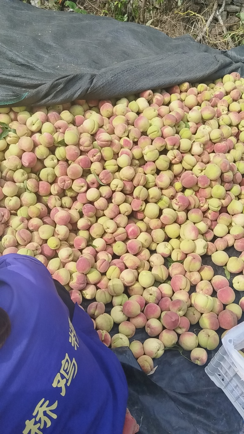 沂蒙山优质冬桃二两打底价格优惠，量大从优
