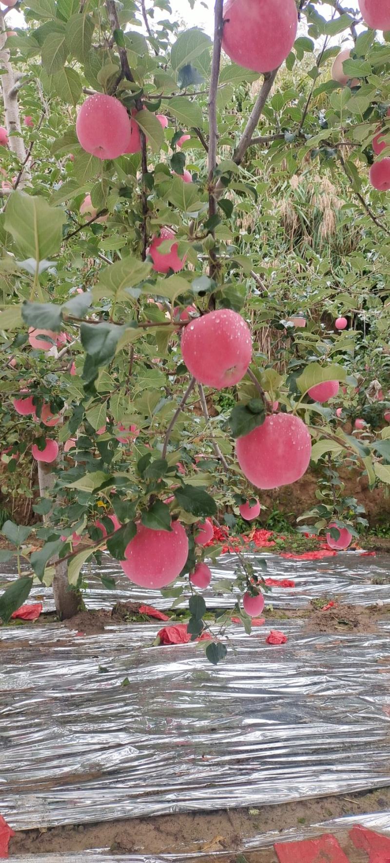 甘肃静宁红富士苹果