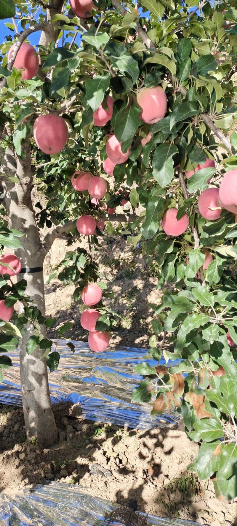 甘肃静宁红富士苹果
