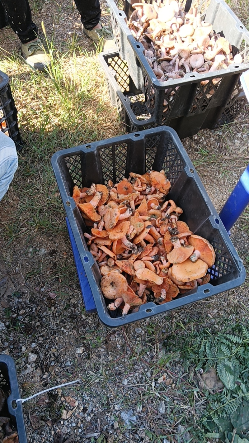 乌种菌，野生菌