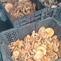 乌种菌，野生菌