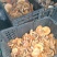 乌种菌，野生菌