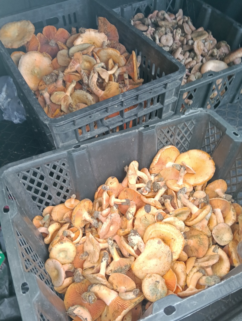 乌种菌，野生菌
