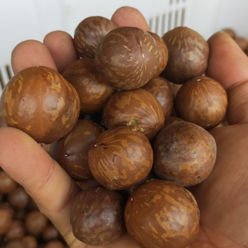 夏威夷果电商一件代发有量你就来