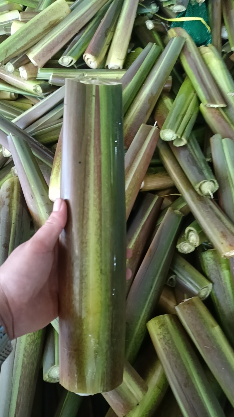 茭白精品货中货