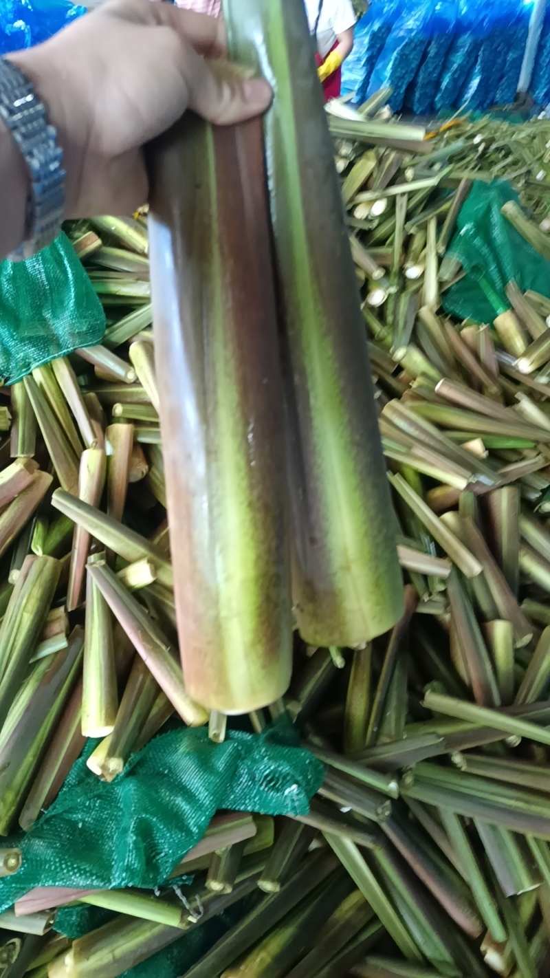 茭白精品货中货