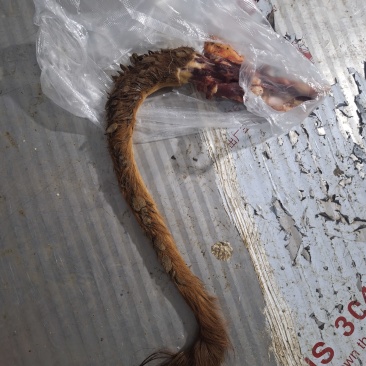 牛尾巴