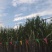 北方紫皮甘蔗
