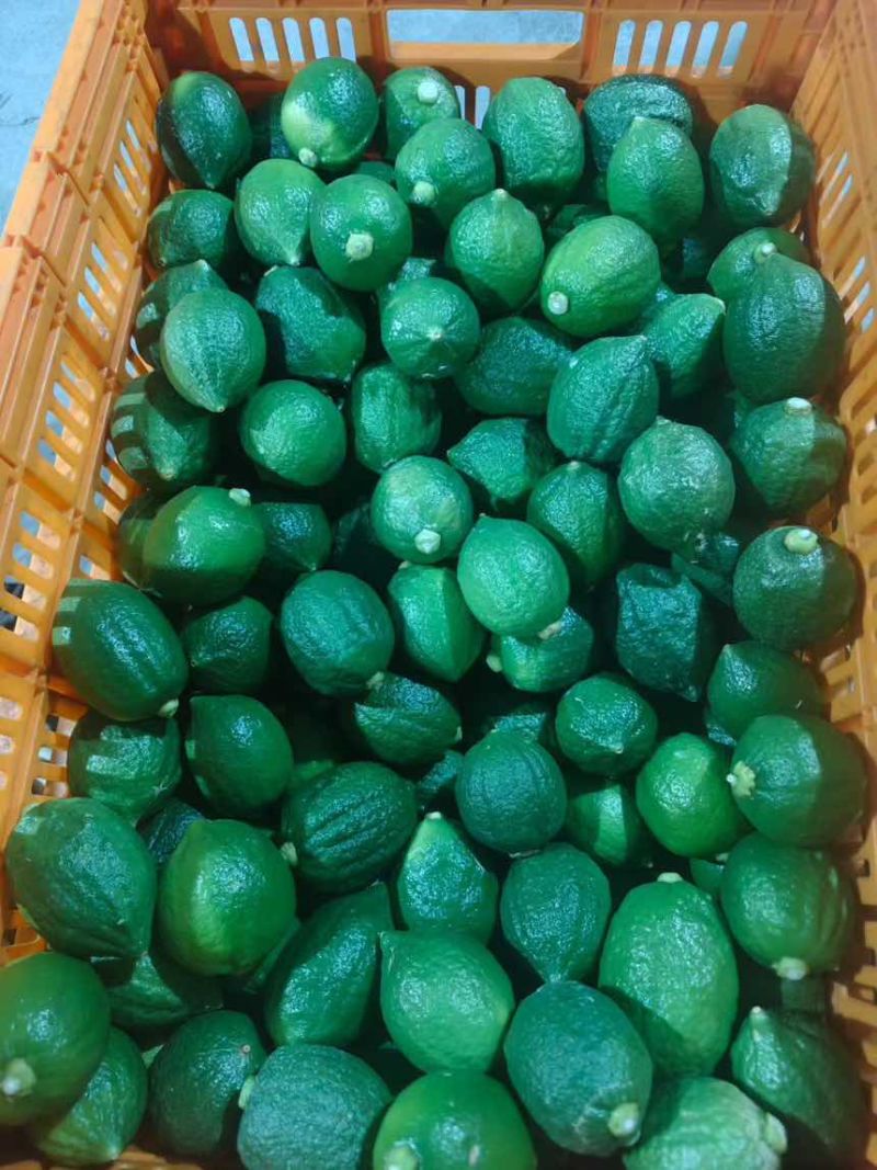 广东正宗无籽香水柠檬一级果茶饮**