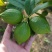 广东正宗无籽香水柠檬一级果茶饮**