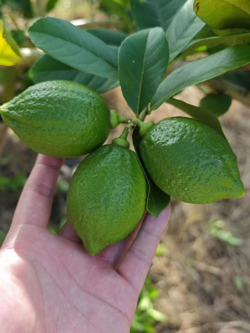 广东正宗无籽香水柠檬一级果茶饮**