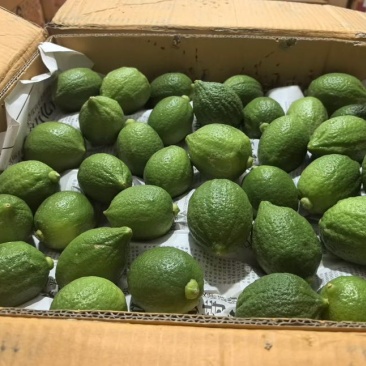 广东正宗无籽香水柠檬一级果茶饮**