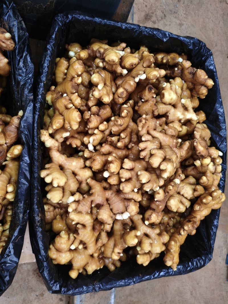 云南罗平小黄姜