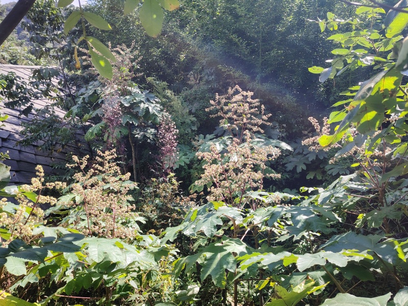 大通草种子