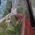 新鲜刚采摘的生菜和鸡毛菜