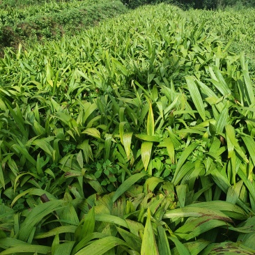高海拔大白芨