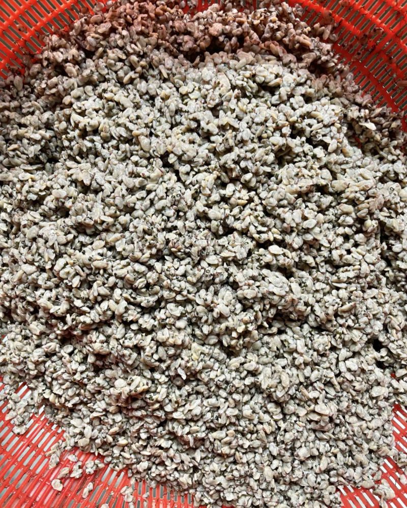去壳海瓜子肉/蛤蜊/蛤肉/工厂直供