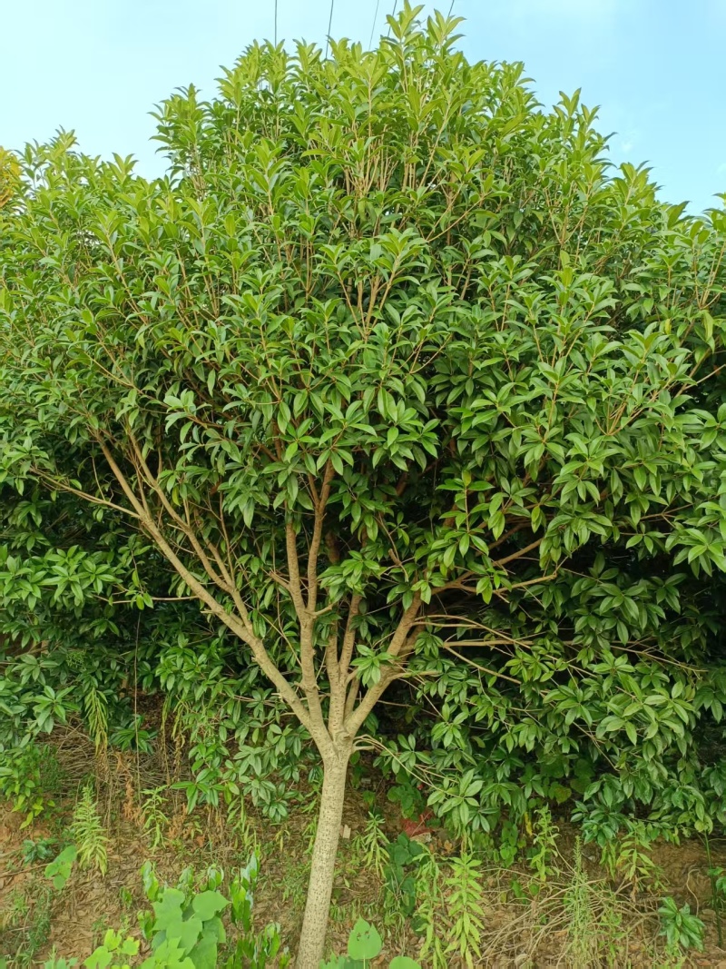 湖南省汨罗市出售自家种的桂花树100多颗