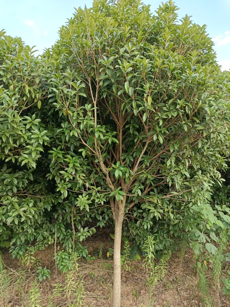 湖南省汨罗市出售自家种的桂花树100多颗