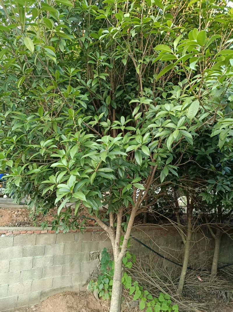 湖南省汨罗市出售自家种的桂花树100多颗