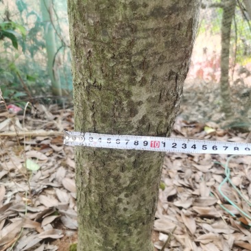湖南省汨罗市出售自家种的桂花树100多颗