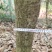 湖南省汨罗市出售自家种的桂花树100多颗