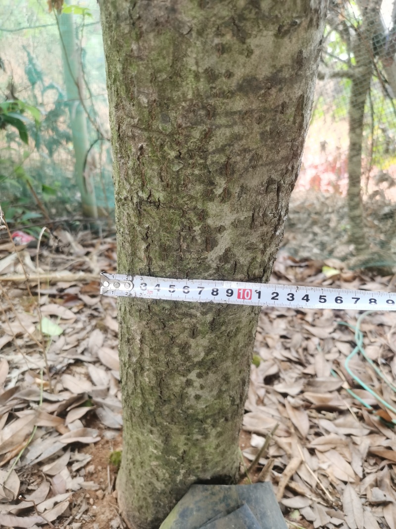 湖南省汨罗市出售自家种的桂花树100多颗
